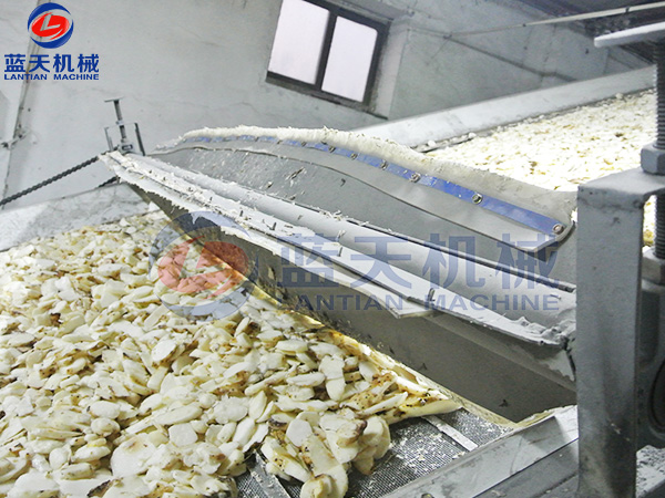 大型網帶式山藥烘干機烘干現場